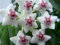 Portal Cool Hoya Bella Lanceolata, 20 cm Senza Radice Fresca di Taglio - Wachspflanze