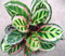 Aamish 50 Stück Thailand Calathea Pflanze