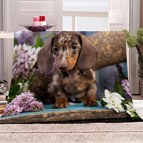 Aolity Babydecke 70x100 cm Dackel Kuscheldecke Baby Personalisiert Flanell Decke 3D Druck Flauschige Decke Haustier Hund Reisedecke Kuschelige Wohndecke Sofadecke