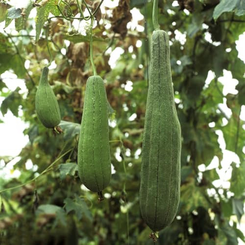 100 pcs Luffa samen kaufen - samen gemüse exotisch balkonpflanzen,Luffa cylindrica, wintergemüse samen pflanzen garten gardening anzuchtset gemüse winterharte kübelpflanzen gemüsesaat