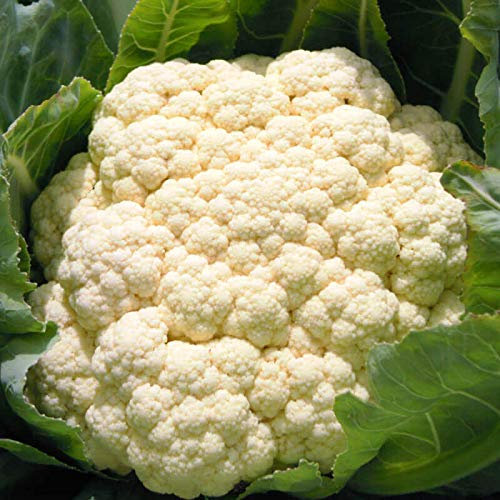 100 Graine Semences - CHOU FLEUR - Robuste - Productive - Legume - 145