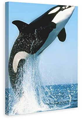 Tierposter Orcinus Orca Killer Whale, dekoratives Gemälde, Leinwand, Wandkunst, Wohnzimmer, Poster, Schlafzimmer, Malrahmen, 60 x 90 cm
