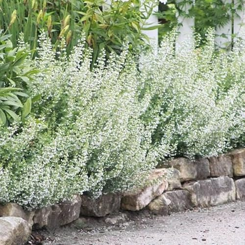 Bergminze ' White Cloud' (Calamintha nepeta) Winterhart