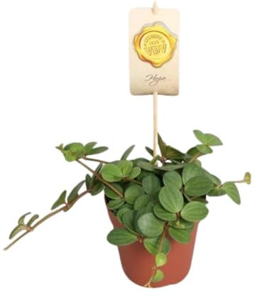 Peperomia Hoffnung - 15cm - Ø12cm - Zimmerpflanze - Immergrün - Kakteen und Sukkulenten