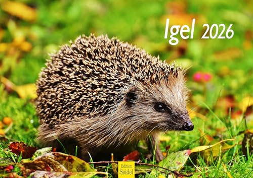Edition Seidel Premium Kalender Igel 2026 Format DIN A3 Wandkalender Tierkalender mit süßen Bildern Tiere Wald Waldtiere Wildtiere