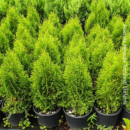Thuja occidentalis smaragd, 2 piante alte 40/60 cm, vaso Ø18, tuia