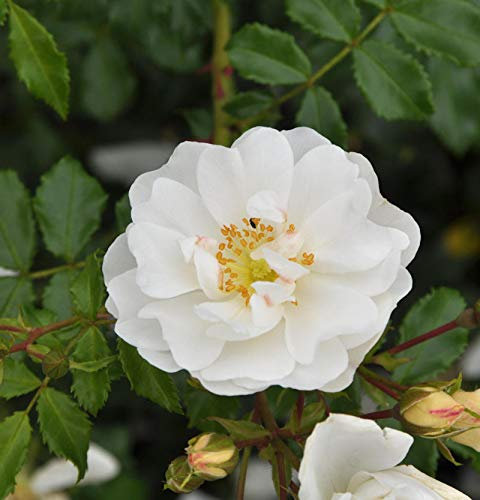 Bodendeckerrose Diamant 20-30cm