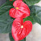 Anthurium - Maceta 17cm. - Altura aprox.65cm. - Planta de interior - Planta viva - (Envío sólo a Península)