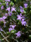 Pacchetto semi: Santoreggia Semi Giardino 50 Semi pettine S/H