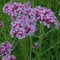 Argentinisches Eisenkraut, blauviolett, Topf-Ø ca. 19 cm