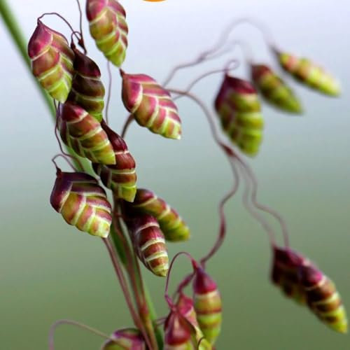Quaking Grass - 250 Seeds + freebie + Plant tag (Briza Minor)