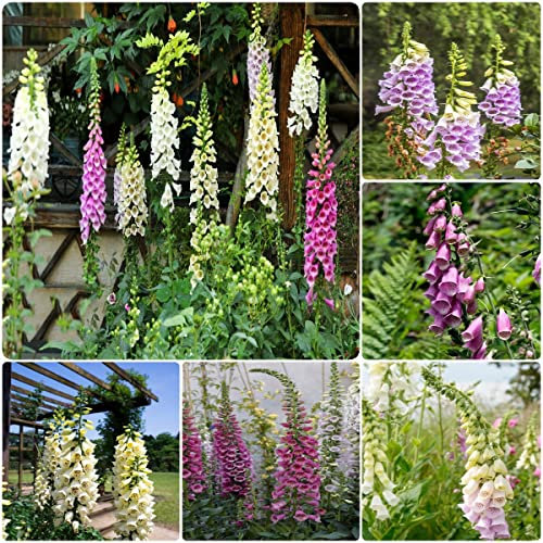550 Stück fingerhut samen mehrjährige - Seltene Pflanzen serie - blumensamen mischung blumen pflanztöpfe garten balkonpflanzen winterhart flowers pflanzensamen exotische zimmerpflanzen