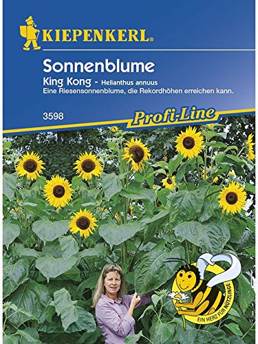 Helianthus annuus Sonnenblume King Kong gelb riesenwüchsig