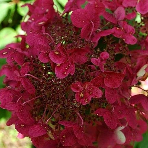 Vivai le Georgiche - Pianta vera di Hydrangea paniculata Wim's Red Ortensia paniculata 'Wim's Red' - vaso Ø 18 cm