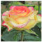 Strauchrosen, Duftrosen, Hybridrosen, zweifarbige Rosen - Rosen pflanzen winterhart - Rose pflanzen knollen winterhart-2Pflanze-B