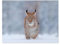 Luchs im Winterwald，Papier Puzzle 1000 Teile Spielzeug Für Erwachsene Dekompressionsspiel（50x70cm）-F2