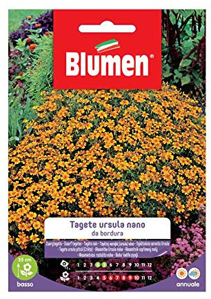SEMI TAGETE URSULA NANO DA BORDURA BLUMENA SEMENTI FIORI