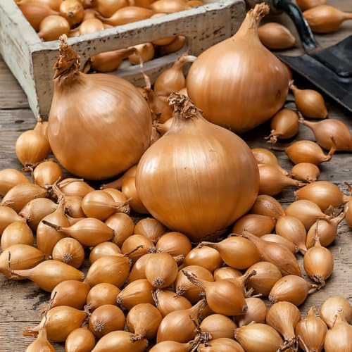 Pianta bulbi da orto Shakespeare - 500 gr Semi di Cipolla | Dolce Leggermente Piccante - Qualità Olandese Piante - 14-21 mm (non semi, non artificiale)