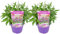 Plant in a Box - Buddleja Candy 'Petit violet' - Set de 2 - Buddleja davidii - Arbre à papillons rustique - Fleurs violettes - Pot 19cm - Hauteur 30-40cm