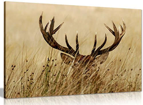 Stag in Grass Canvas Wall Art, Large Framed Print 36x24 in, 91x61cm | Panther Print Deer Wildlife Pictures for Living Room Bedroom, Ready to Hang on Pine Frame, Stretched Nature Artwork
