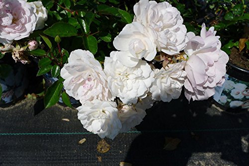 20x Bodendeckerrose Sea Foam reichblühende weisse Blütenpracht kräftige Bodendecker Rose Rosen (20)
