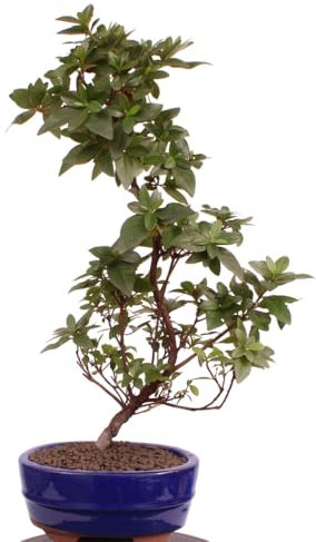 Bonsai - Jap. Satsuki Azalee 'Otomebotan', Rhododendron indicum 218/14