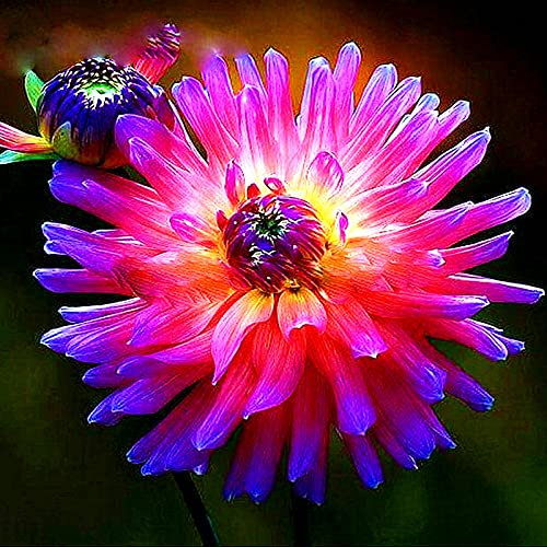 Wachsen Schnell Kä Dahlien, MehrjäHrig Mit BlüTen Und Duftend, Winterharte Frühblüher, Dahlien Blumen, Hoher Zierwert, Balkon Charmant Dahlien, Dahlien zwiebeln, 2zwiebelns-A