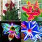 Canna zwiebeln,winterharte pflanzen,canna pflanze knolle,canna pflanze kaufen,canna pflanzen für garten,Zierblumen,indisches blumenrohr canna,canna knollen,canna winterhart.-4zwiebeln-A