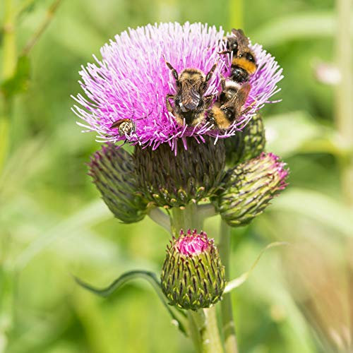 Purple Perennial Hardy Garden Plant Cirsium, Summer Flowering Ideal for Cottage Gardens Attracting Bees & Butterflies 2 x Cirsium Pink Blush Plants in 9cm Pots by Thompson & Morgan