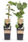 GreenboutiQ - Obstpflanze - Lila Traube - Vitis vinifera Vanessa - Kernlos - 2 Pflanzen - Topf 15cm Höhe 50cm