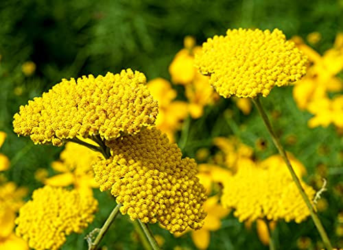 Goldgarbe - Farnblättrige Schafgarbe - Achillea filipendulina - 500 Samen