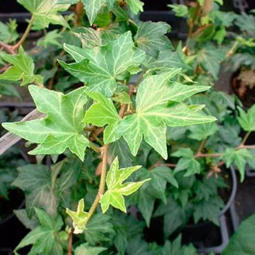 6x Efeu 'Green Ripple' - Hedera helix ‘Green Ripple’ - Topf 9x9cm