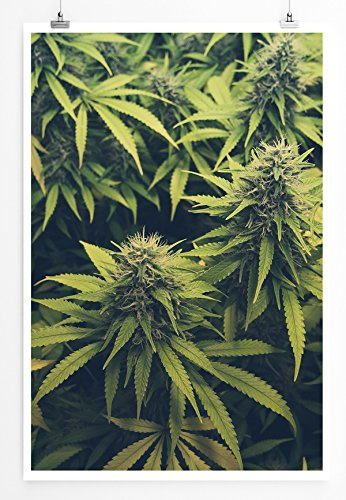 Eau Zone Home Bild - Naturbilder – Cannabis Plantage - Poster Fotodruck in höchster Qualität