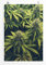 Eau Zone Home Bild - Naturbilder – Cannabis Plantage - Poster Fotodruck in höchster Qualität