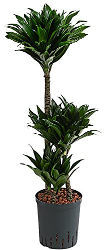 Dehner Drachenbaum, in Hydrokultur, mehrstämmig, ca. 100 cm, Ø Topf 18 cm, Zimmerpflanze