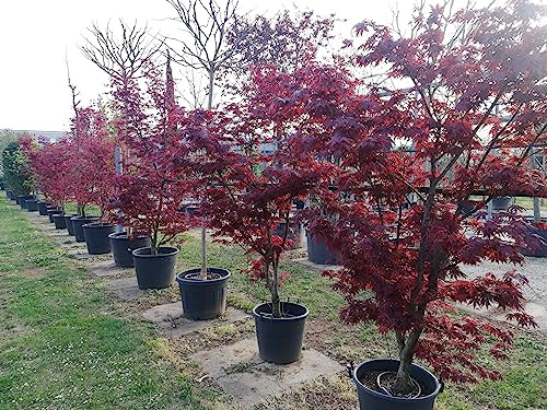 Acero rosso giapponese Acero palmatum Fireglow FG1 pianta in mastello ø40 cm h. 120/140 cm Vivaio di Castelletto