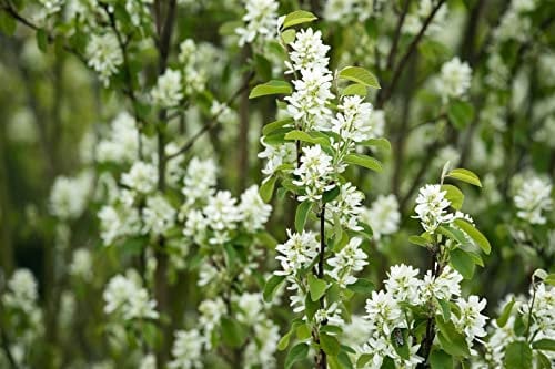 Amelanchier laevis 'Edelweiß' 150-175 cm - Kupfer-Felsenbirne, weiße Blüten, Blütezeit April-Mai, ideal für Hecken, bienenfreundlich, winterhart