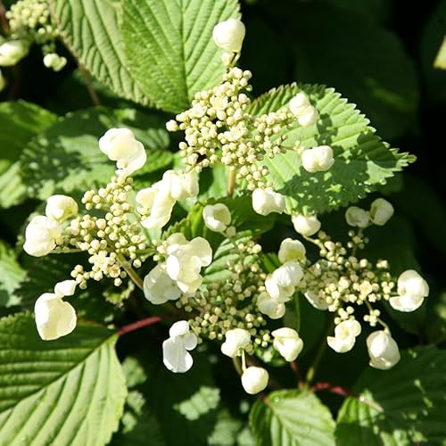 Plant Theory 60cm - 80cm Grafted Japanese Snowball Bush Tomentosum Mariesii Viburnum Plicatum Shrub Plant 12L Pot