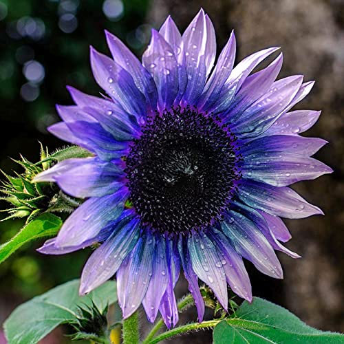 Generic 100 Pz/borsa Semi di Girasole Facile da Coltivare Piante in Fiore Viola Rari Semi di Fiori Esotici per Cortile di Casa per Cucina Davanzale Giardinaggio Regalo Semi di girasole