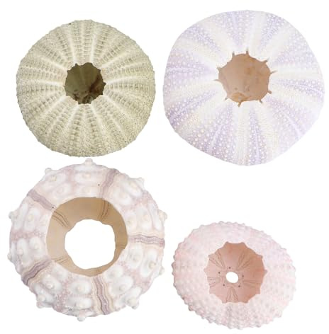 Kisangel Supports Naturels pour Plantes Aériennes Tillandsia Lot de 4 Pots en Coquilles D'oursins Authentiques Décoration pour Bureau, Maison et Terrarium Style Aléatoire