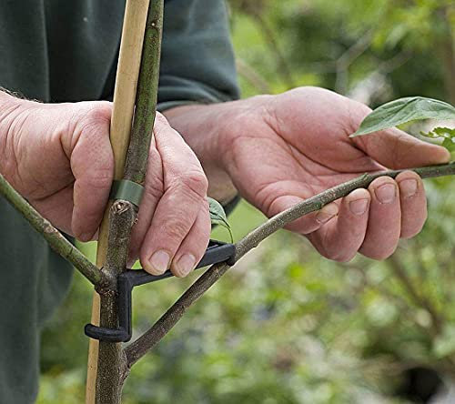 WANLIAN Obstzweig Streuer Apfelbaum Äste Streuer Stärkere Zweige Pflanzentraining Obstbäume zur Unterstützung des Wachstums neuer Zweige Zweigstütze Schwarz 30 Stück pro Packung