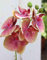 artplants.de Ramo Artificiale di Orchidea phalaenopsis Ophelia, Fucsia-Verde, 40cm - Orchidea Finta - Ramo Decorativo