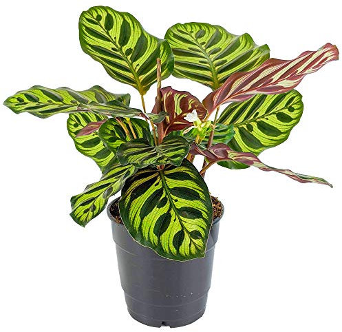 Calathea Makoyana - Peacock or Cathedral Windows Plant | Indoor Houseplant for Home or Office