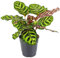 Calathea Makoyana - Peacock or Cathedral Windows Plant | Indoor Houseplant for Home or Office