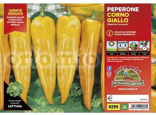 Pianta vera di Peperone corno giallo Astor F1/Iside F1 - Diametro Vaso Plateaux da 6
