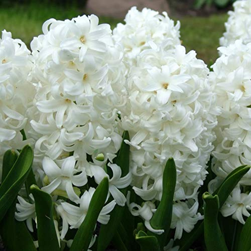Hyazinthe Carnegie | 5 Stück | Blumenzwiebel | Schnittblume | duftend | Topfpflanze | Geeignet für Kübel | Weiß | 100% Blütegarantie | QFB Gardening | Hyazinthenzwiebel | Bienenblume