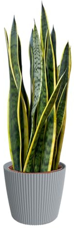 Green Me Up Bogenhanf Sansevieria laurentii - große Zimmerpflanze 80-90 cm - Topf Ø19-21 cm - inkl. Milly Übertopf Grau - pflegeleicht - alle 2-3 Wochen gießen - heller Standort