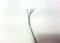 CAVO TONDO TRASPARENTE TRIPOLARE 3X0,50mm 250V