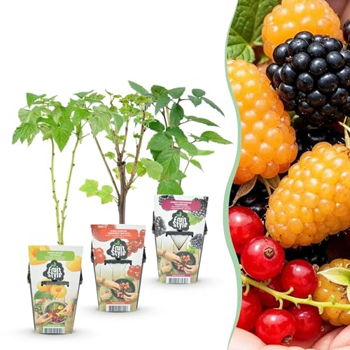 GreenboutiQ - Obstpflanzen - Tricolour - Rote Johannisbeere - Gelbe Himbeere - Schwarze Brombeere - Winterhart - 3 Pflanzen - Topf 9cm