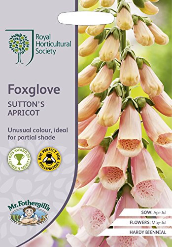 Mr Fothergills - Flower - RHS Foxglove Sutton's Apricot - 2500 Seeds